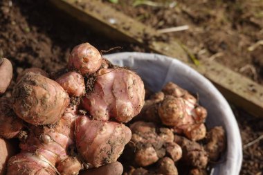 Yeni kazılmış Kudüs enginar yumrusu. Bir çiftçi tarafından, bahçede hasat edildikten sonra tutuluyor.