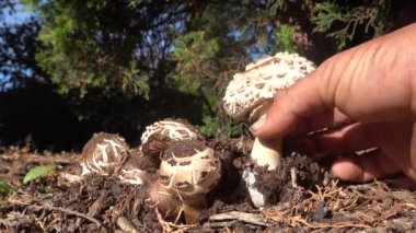 Deneyimli bahçıvan güneşli bir sonbahar günü güneşli bir sonbahar gününde verimli bir şekilde şemsiye mantarı hasat ederek organik yiyecek arama sürecini sergiliyor.