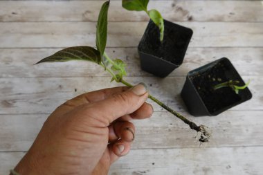 Bir bahçıvanın elinde kokarca sarmaşığı olan, köklerini gösteren, arka planda diğer kesikleri içeren küçük tencerelerle yakın plan fotoğrafı.