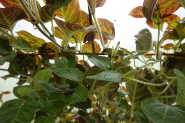 Close-up of a skunk vine plant growing on rusty metal netting, showing its leaves and stems clipart