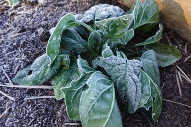 Buzla kaplı ıspanak yapraklarının yakın çekimi, samanla kaplı bir bahçe yatağında büyümek, soğuk havanın bahçe sebzeleri üzerindeki etkilerini gözler önüne seriyor.