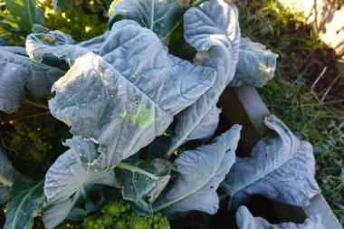 Yükseltilmiş bir yatakta büyüyen buzla kaplı sebze yapraklarının yakın çekimi, soğuk havanın ekinler üzerindeki etkilerini vurguluyor