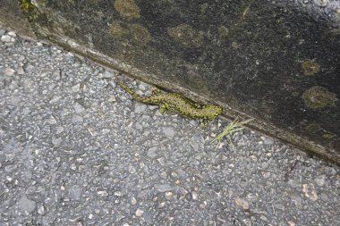 Beton kaldırım kenarında ıslak asfalt boyunca sürünen mermer semender canlı yeşil, siyah ve sarı benekli desenini ayrıntılı olarak gösteriyor.