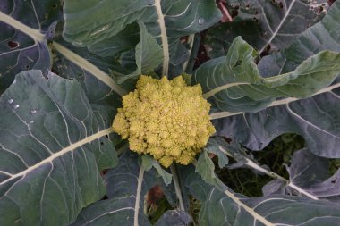 Büyük yeşil yapraklarla çevrili bir sebze bahçesinde yetişen Romanesco brokolisinin yakın çekimi.