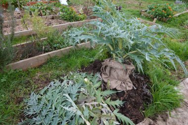 Kış koruması için çuval bezine sarılı enginar bitkisi, yükseltilmiş bir bahçe yatağında serpilmiş, soğuğa ve soğuğa dayanıklı.