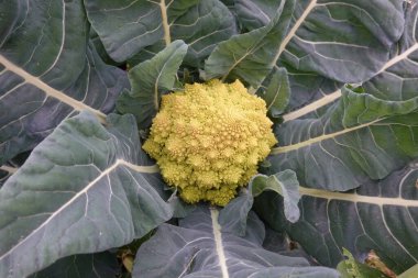 Romanesco Brokoli 'nin canlı bir kafasının yakın plan görüntüsü büyük, koyu yeşil yaprakların arasına yerleştirilmiş.