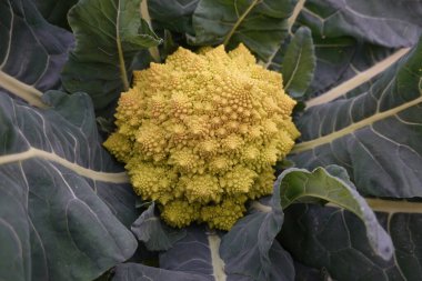 Romanesco brokoli kafasının büyümesi, belirgin fraktal modellerini göstermesi ve canlı yeşil yapraklarla çevrelenmesi.
