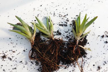 Aloe vera bitkileri sağlıklı kökleri sergiliyor, taze toprağa yeniden ekilmeye hazırlanıyor, bahçıvanlık uygulamalarındaki büyüme ve bakımı vurguluyor