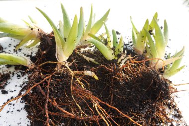 Sağlıklı kök sistemlerine sahip genç aloe vera bitkileri, yeni toplanmış ve yayılma ya da ekime hazır.