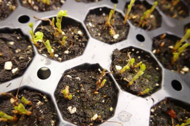 Tohum tepsisinde büyüyen fidelerin yakın çekimi, saksı toprağından çıkan yeni bir hayat, tarım, bahçıvanlık ve büyüme kavramları için ideal.