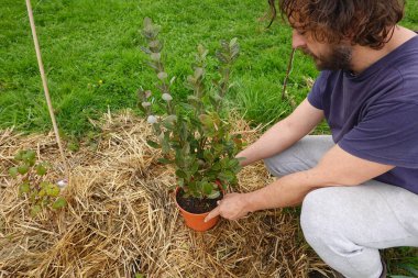 Bahçıvan bir ananas guava fidanını saman samanına yerleştiriyor, permakültür bahçesine ekmeye hazırlanıyor.