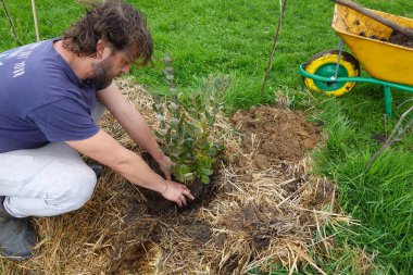 Bahçıvan bir ananas guava fidanı dikiyor, ot kontrolü için saman gübresi kullanıyor ve permakültür bahçesinde su tutuyor.