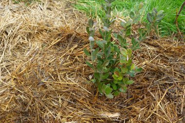 Genç ananas guava bitkisi samanla kaplı bir bahçe yatağında gelişiyor, sağlıklı büyümeyi teşvik ediyor ve ot gelişimini engelliyor.