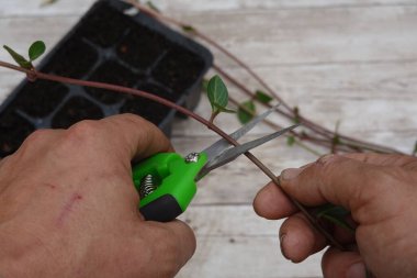 Bahçıvan, tohum tepsisindeki yayılma için budama makası ile menekşe kırıntıları alıyor.