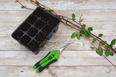 Periwinkle kesimleri ve kesiciler gübre dolu bir tohum tepsisinin yanında yatar. Yayılmaya hazırdırlar.
