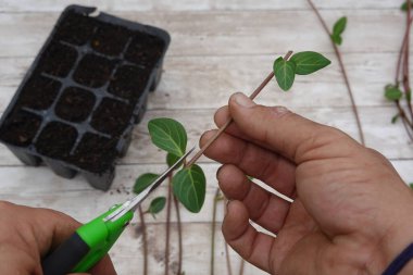 Bahçıvan menekşe kesme tohum tepsisi içinde yeni bitkiler yaymak için kök, ev bahçe teknikleri göstermek