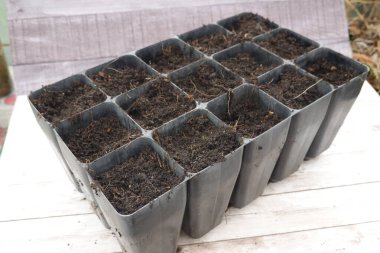 Saksı toprağı dolu plastik tepsi kesim ve yeni bitkiler için hazırdır.