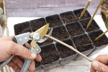 Bahçıvan mezhepçilerle dallar keserek kesim hazırlıyor. Toprakla dolu küçük saksılara ekilmeye hazır.