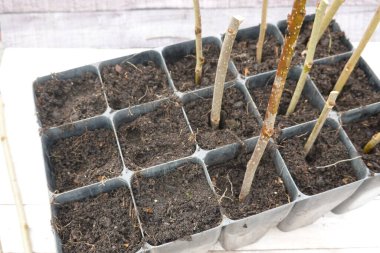 Zengin topraklarla dolu küçük saksılara yerleştirilmiş gül çalıları bahçede canlı yeni bitkilere dönüşmeye hazırlanıyor.