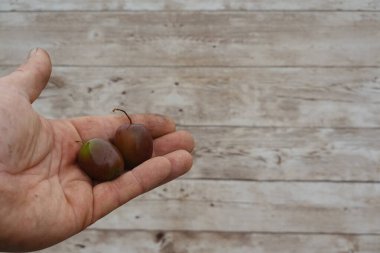 Bir çiftçinin elinin üç olgun sert kivi meyvesini tutarken yakın plan çekimleri, kırsal bir ahşap arka plana karşı hasat sergiliyor.