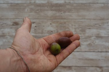 İki olgun, sert kivi tutan çiftçi, kivi meyvesi olarak da bilinir, açık elle yenmeye hazırdır.