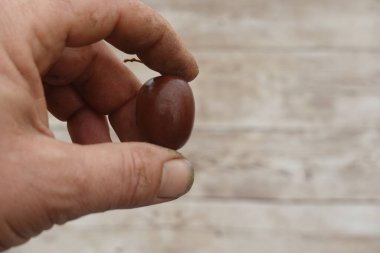Bir çiftçinin, olgunlaşmış sert bir kivi meyvesini nazikçe tutarken, büyüklüğünü ve hasat için hazır olduğunu gösteren yakın plan fotoğrafı.