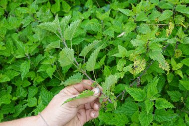 Isırgan otlarını inceleyen, sürdürülebilir tarım ve bitkisel tedavileri canlı yeşil bir alanda sergileyen çiftçilere yakın çekim