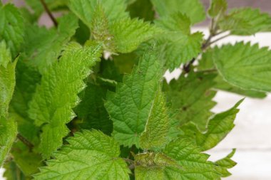Taze ısırgan otu kesikleri gelişir, tırtıklı kenarları olan canlı yeşil yapraklar sergiler, aşçılık ya da tıbbi kullanım potansiyeli vadeder.