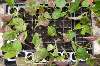 Tohum tepsisinde büyüyen çok sayıda kokarca asması tohumu sağlıklı büyüme ve gelişim gösteriyor.