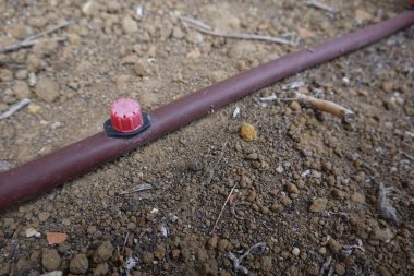Kırmızı damlatıcı kahverengi bir borunun üzerinde duruyor, suyu kuru toprağa etkili bir şekilde dağıtıyor, sürdürülebilir tarım uygulamaları için sulamayı geliştiriyor.