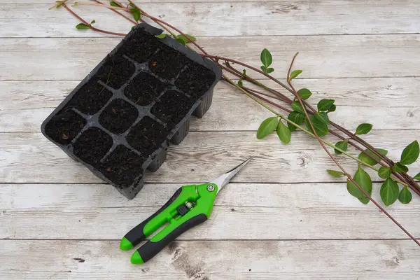 Periwinkle kesimleri ve kesiciler gübre dolu bir tohum tepsisinin yanında yatar. Yayılmaya hazırdırlar.