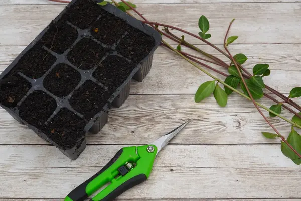 Periwinkle kesimleri ve saksı toprağı olan bir tohum tepsisi budama makası yanındaki ahşap bir masada, yayılma için hazırdır.
