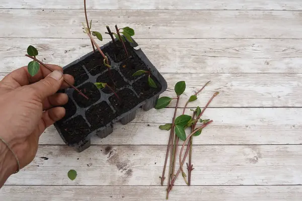 Bahçıvan tohum tepsisine menekşe kabuğu ekiyor, kırsal ahşap bir masa üzerinde yeni bitkiler yayıyor.
