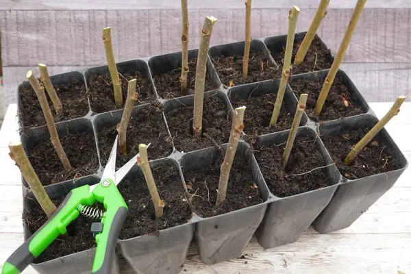 Bahçıvan kesikleri kök salmak için hazırlıyor, toprakla dolu küçük kaplara dallar yerleştiriyor, budama makası kullanıyor.