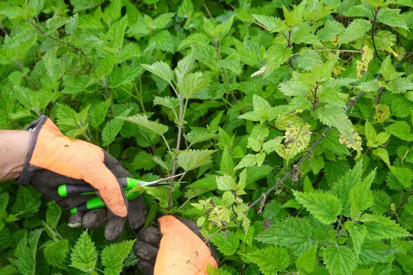 Koruyucu eldivenler giyen bir bahçıvanın yakın çekimi, ısırgan otlarını dikkatlice makasla kesmesi, bahçedeki yabani otları yönetmeye odaklanması,
