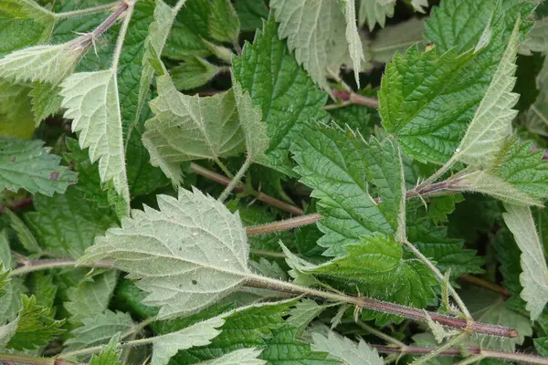 Canlı yeşil ısırgan otlarının yakın çekimi doğal ortamda gelişiyor, tırtıklı kenarlarını ve hassas dokusunu sergiliyor.