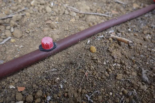 Kırmızı damlatıcı kahverengi bir borunun üzerinde duruyor, suyu kuru toprağa etkili bir şekilde dağıtıyor, sürdürülebilir tarım uygulamaları için sulamayı geliştiriyor.