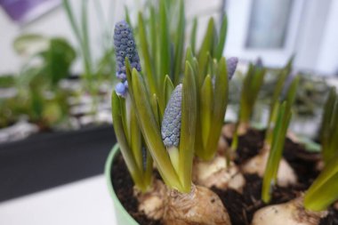 Bir tencerede filizlenen muscari (üzüm sümbülü) soğanları yakın plan, mavi çan şeklinde canlı bir çiçek gösterisi vaat ediyor