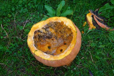 Turuncu balkabağı kabuğu çimenlerin üzerinde doğal olarak çürüyor, gübreleme sürecini ve çevre dostu atık yönetimini gösteriyor