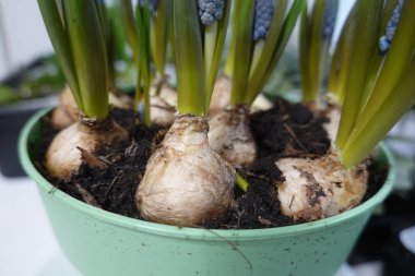 Yeşil bir tencerede yeşil yapraklar filizlenen ampullerin yakın çekimi, kapalı alanda bahçe ve bitki yetiştirmenin ilk aşamalarını sergiliyor.