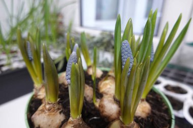 Muscari, yaygın olarak üzüm sümbülü olarak bilinir, güneşli bir pencere pervazında bir tencerede serpilen, canlı mavi çiçekler ve taze yeşil yapraklar.