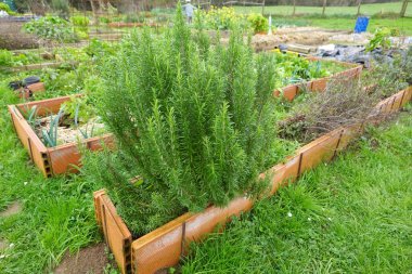 Yeşillik biberiye bitkisi, canlı bir halk bahçesindeki diğer bitki ve sebzelerle çevrili, yükseltilmiş bir bahçe yatağında gelişir.