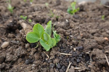 Canlı bir bezelye bitkisinin yakın çekimi karanlık, verimli topraktan filizleniyor, yeni bir yaşam ve büyüme sergiliyor.