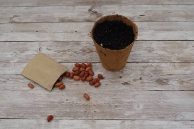 Peanuts kağıt torbadan dökülen toprak dolu turba kabı, kırsal ahşap masa üzerine ekmeye hazır