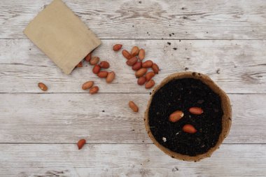 Fıstıklar kağıt torbadan dökülüyor. Köy ahşap masadaki turba kavanozuna yerleştirilmiş. Yeni bir hayata hazır.