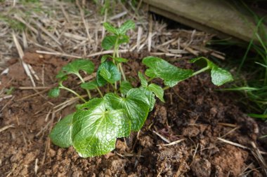 Genç bir wasabi bitkisinin yakın çekimi zengin topraklarda gelişiyor, etrafı gübre ile çevrili, canlı yeşil yapraklarını sergiliyor.