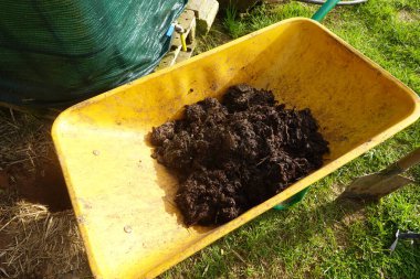 Zengin gübrelerle dolup taşan sarı el arabası hayat ve potansiyel yaşam dolu canlı bir bahçe ortamında wasabi ekmeye hazır.