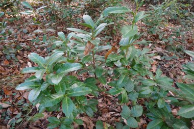 Genç kiraz defne bitkisi ormandaki çalılıklarda yetişiyor, kuru yapraklardan oluşan bir battaniyenin arasına yerleşmiş, canlı yeşil yapraklar sergiliyor.