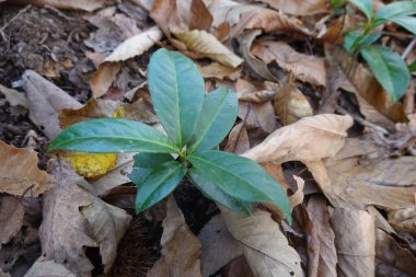 Kuru sonbahar yapraklarıyla çevrili orman zemininden çıkan canlı bir kiraz ağacının yakın çekimi, yeni yaşamı ve dayanıklılığı simgeliyor.