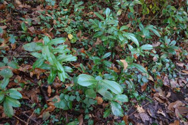 Düşen sonbahar yaprakları arasında büyüyen kiraz ağaçlarının yakınındaki defne fidanları, ormanlık alanda doğanın esnekliğini gösteriyor.